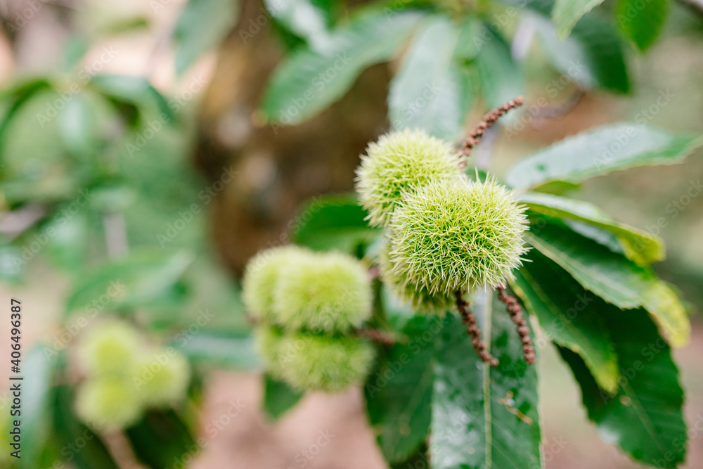 Group of chestnuts in their chestnut tree Group of chestnuts in their chestnut tree