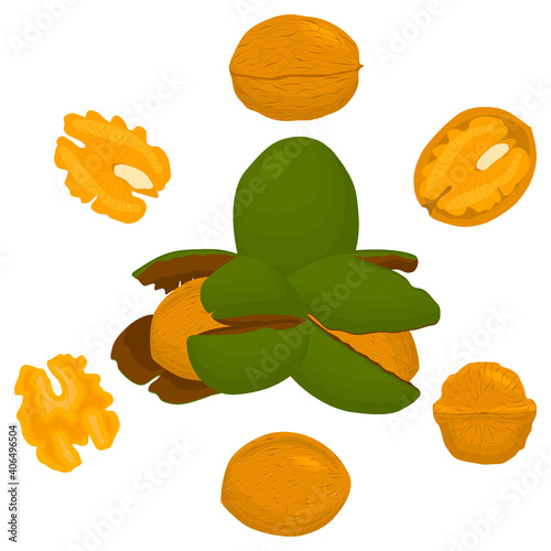 Illustration on theme big set different types walnut in nutshell