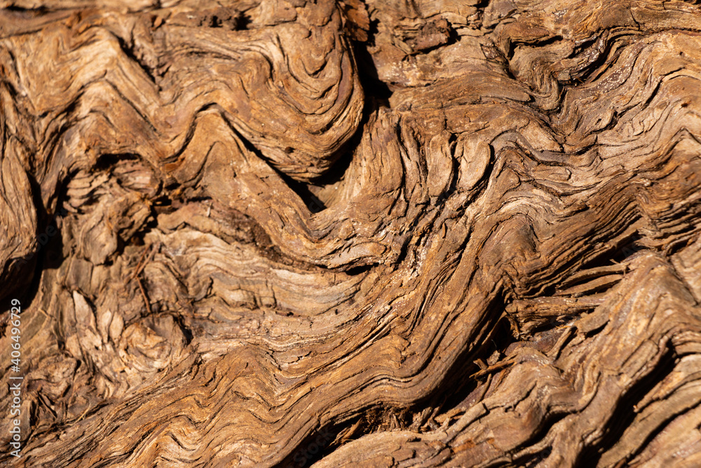 Obraz premium Swirling Cypress Tree Bark