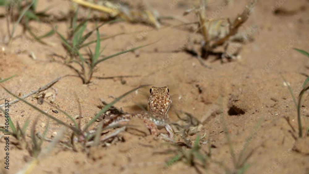 Wide shot of a Barking Gecko catching a big bug in the Kalahari desert Wide shot of a Barking Gecko catching a big bug in the Kalahari desert
