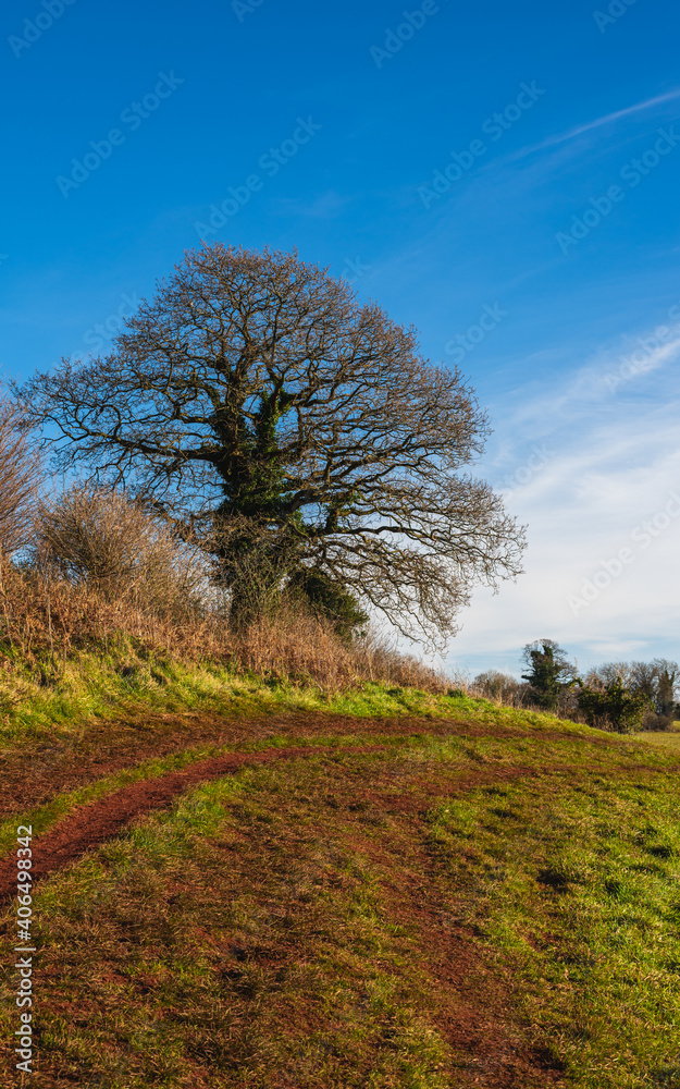 Fields and Meadows of Conqueror Wood, Torquay, Devon in England in Europe. Fields and Meadows of Conqueror Wood, Torquay, Devon in England in Europe.