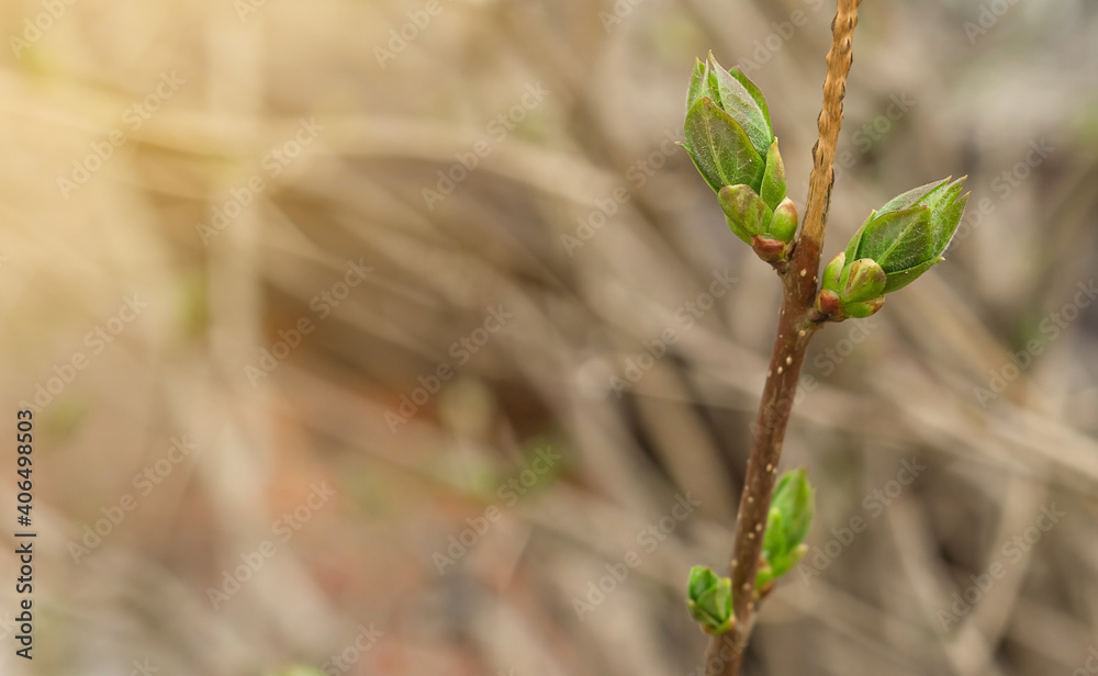 Closeup of young blooming leaf bud on maple tree with copy space, spring nature awakening Closeup of young blooming leaf bud on maple tree with copy space, spring nature awakening