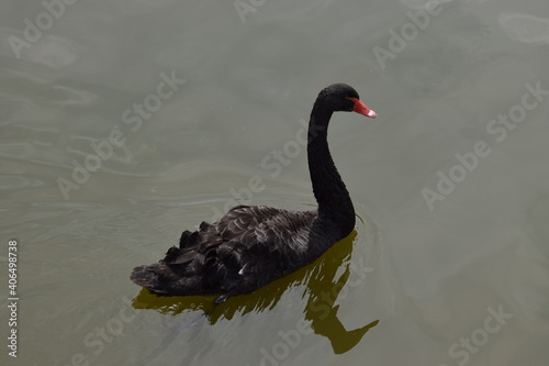 Fototapeta Naklejka Na Ścianę i Meble -  Black swan on water