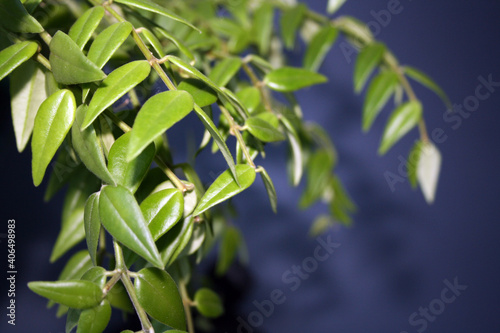 Branch of hoya bella on a dark background.