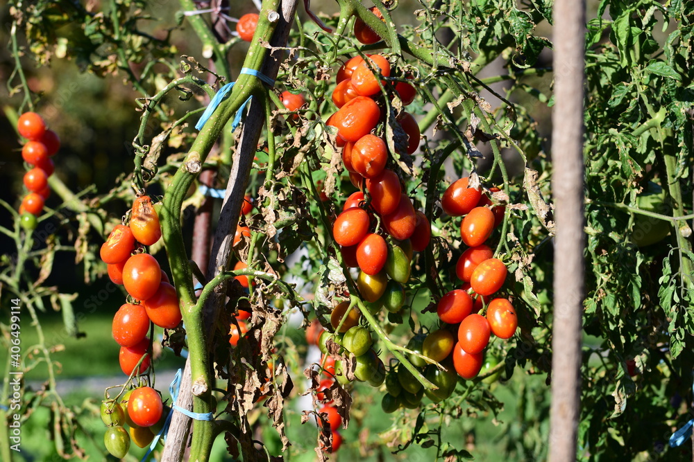 Small red tomatoes ripening