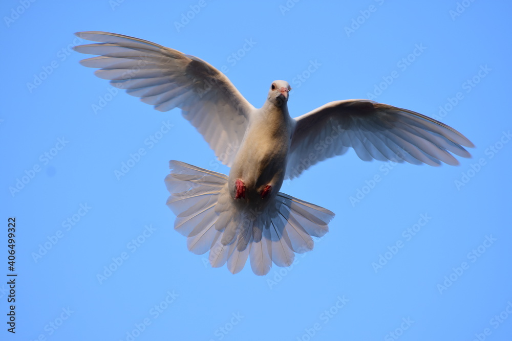 Obraz premium White dove and blue sky