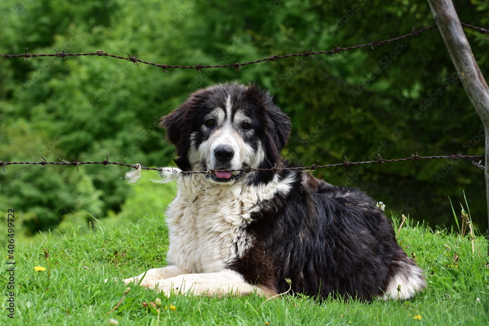 A black and white sheepdog behind some barbwire fencing