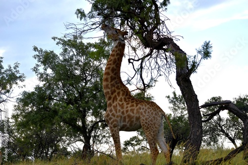 giraffe in the savannah