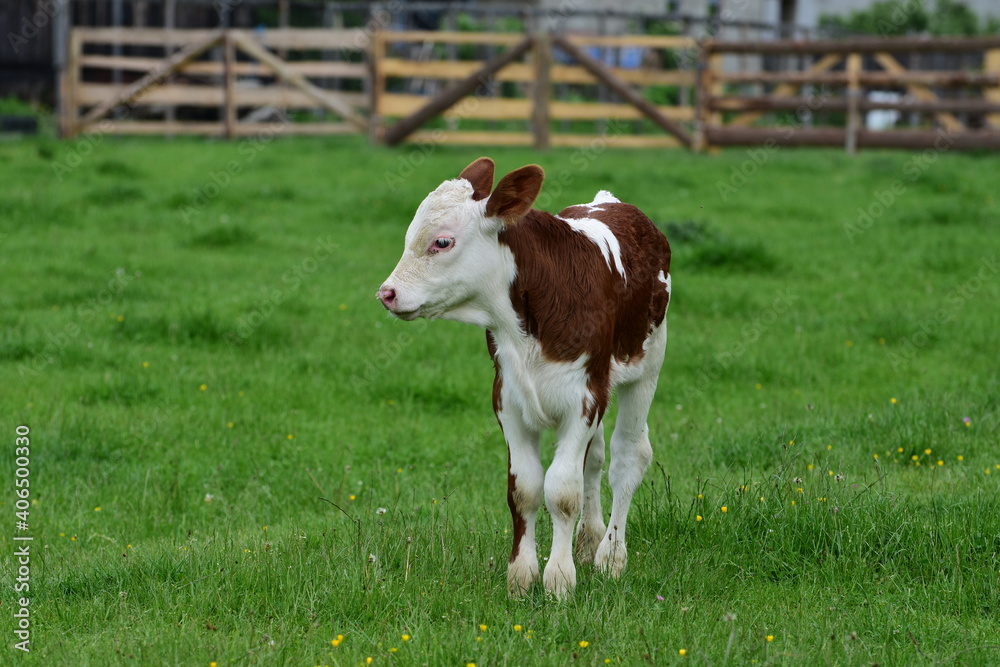 Calf in a green field