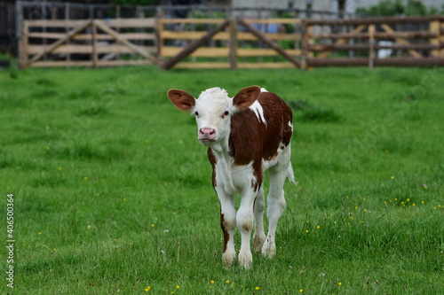 Calf in a green field