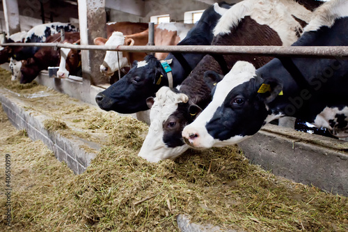 Many cows on the farm are fed and milked