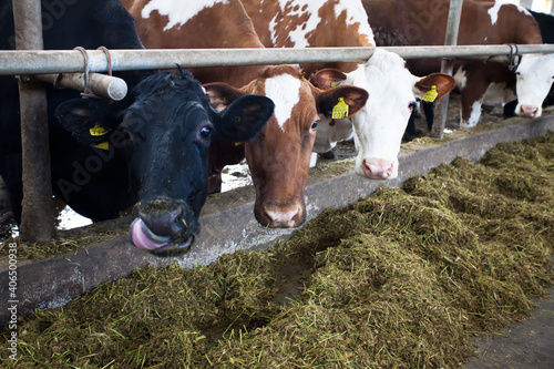 Many cows on the farm are fed and milked