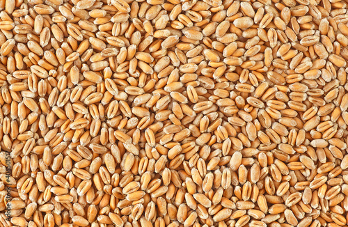 Wheat grains texture. Wheat grains as agricultural background.
