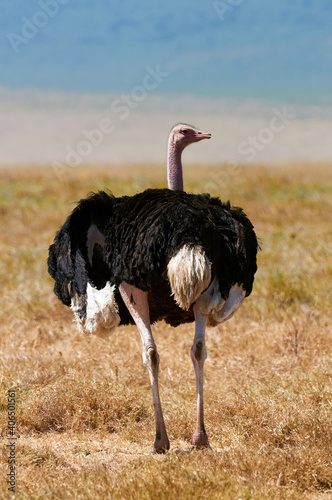 Male ostrich (Struthio camelus) walks in the savannah.