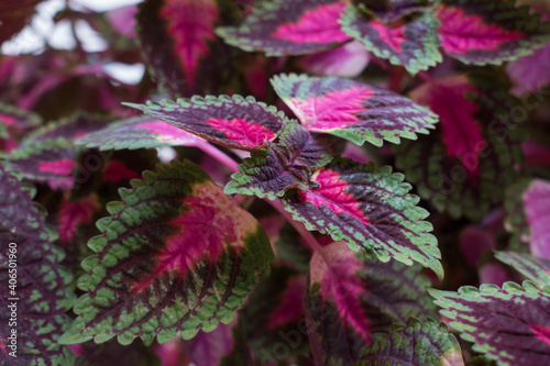 Leaves of coleus plants. Red and green leaves of the coleus plant photo