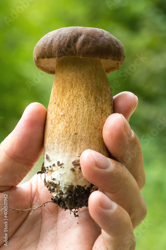Boletus edulis mushroom in hand.
