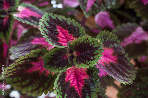 Leaves of coleus plants. Red and green leaves of the coleus plant