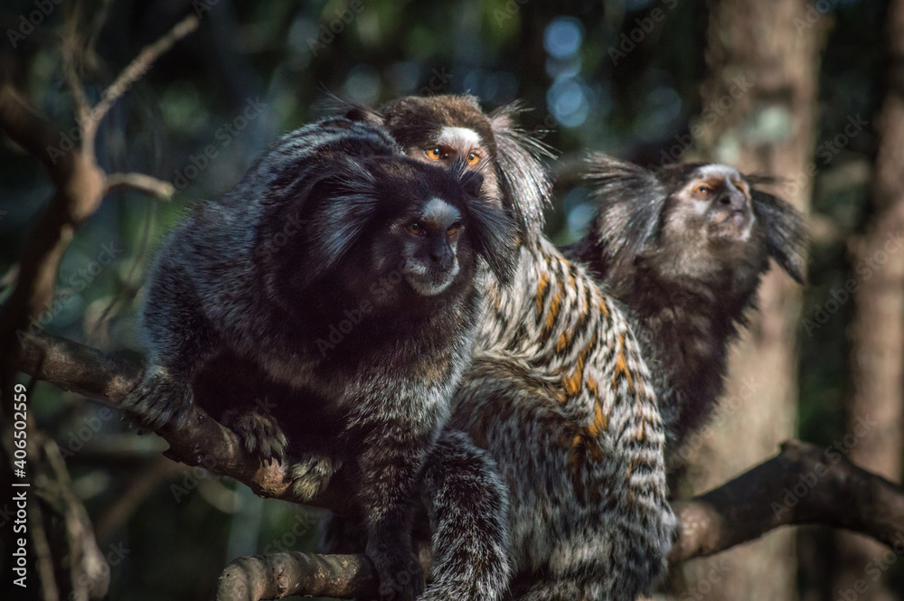 Fototapeta premium monkeys sitting on a tree