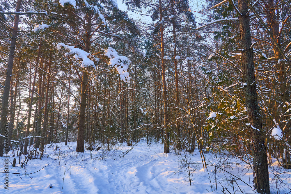 Fototapeta premium Quiet beautiful winter forest covered with snow