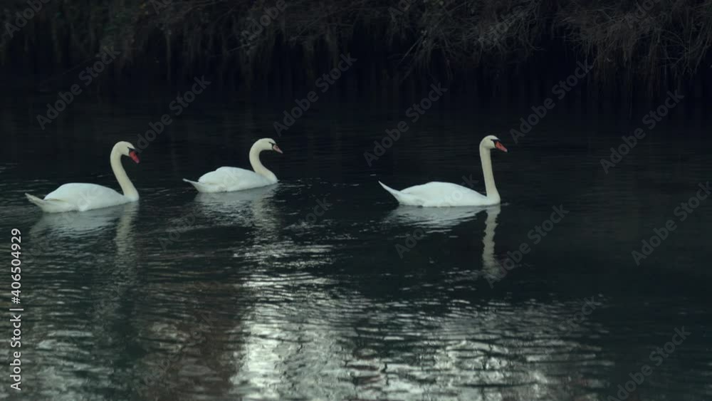 POV shot of three beautiful white swans in a river near Venice, Italy. POV shot of three beautiful white swans in a river near Venice, Italy.