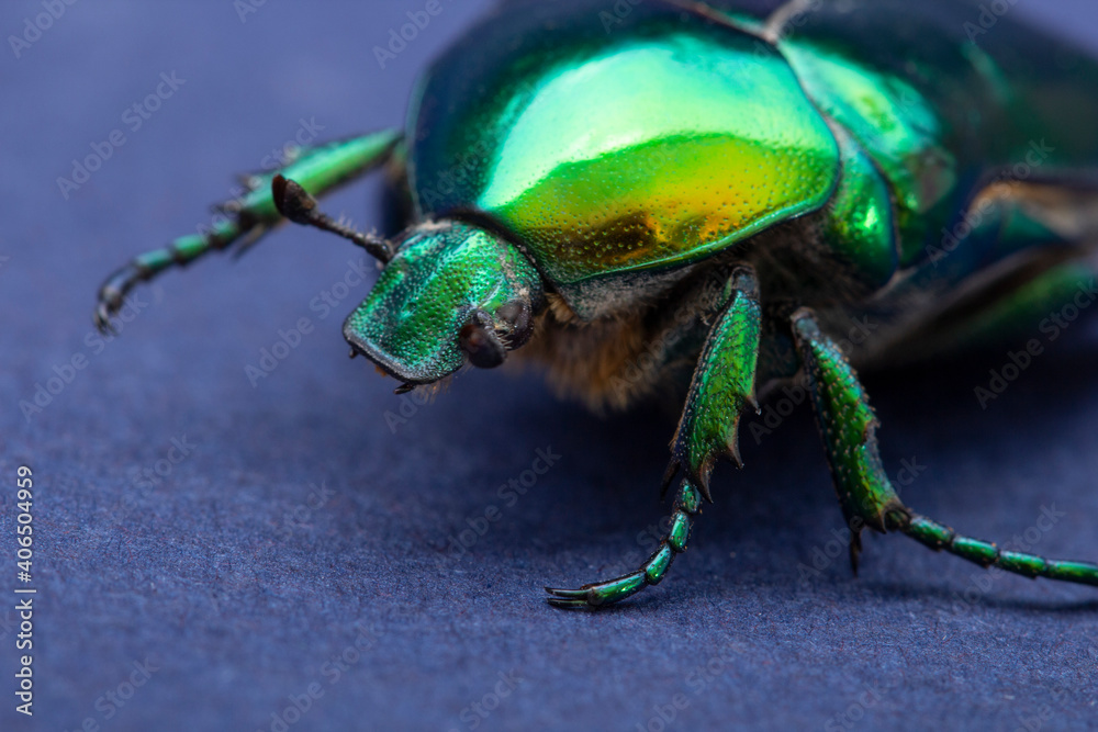 Fototapeta premium Macrophotography of beetle bronze, Сetonia aurata