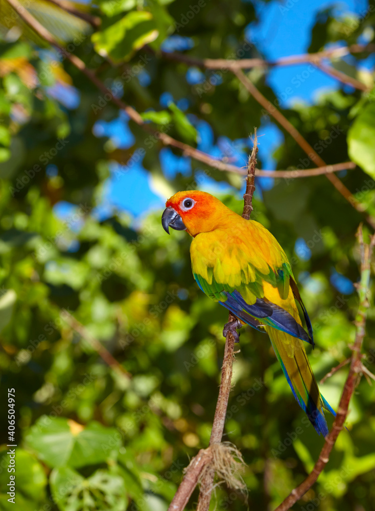 Beautiful variegated red-breasted parakeet taken outdoors.