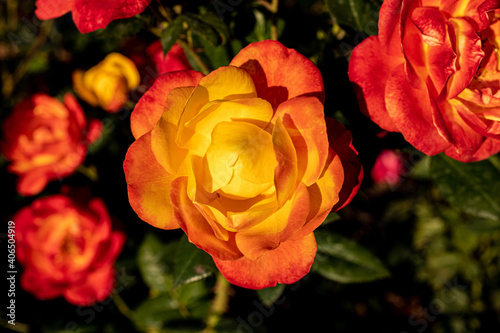 Orange yellow rose with smaller roses in background