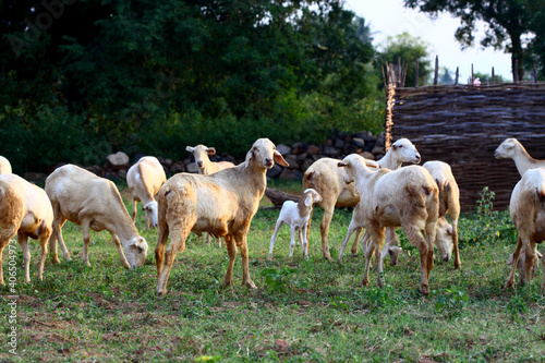 goats on the farm