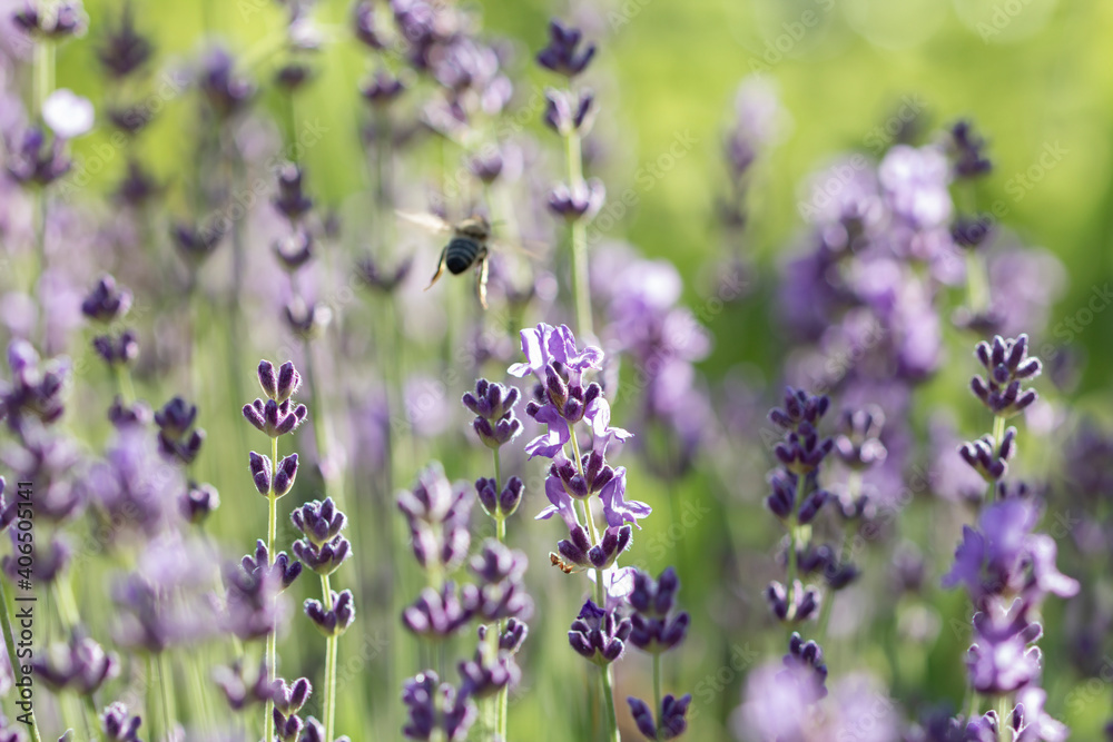 Soft focus bokeh background of Lavender Flowers Field Soft focus bokeh background of Lavender Flowers Field