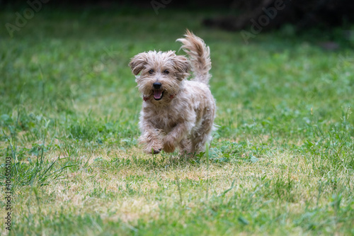Terrier dog running and playing II.