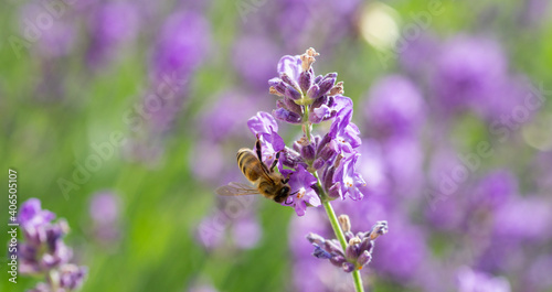 Bee pollinating lavender flower (Lavandula angustifolia)