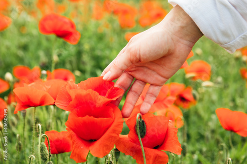 woman hand gentle touching poppy flower © phpetrunina14
