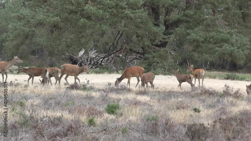 Herd Of Deers Feeding On Arid Grassland On A Windy Day. wide shot Herd Of Deers Feeding On Arid Grassland On A Windy Day. wide shot