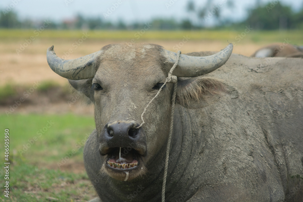 Portrait of a wild water buffalo, laying in a field (Bubalus arnee) Portrait of a wild water buffalo, laying in a field (Bubalus arnee)