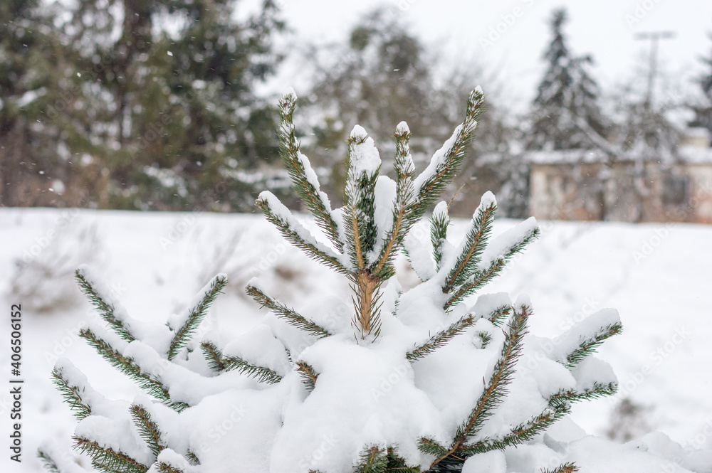 Top of spruce with snow.