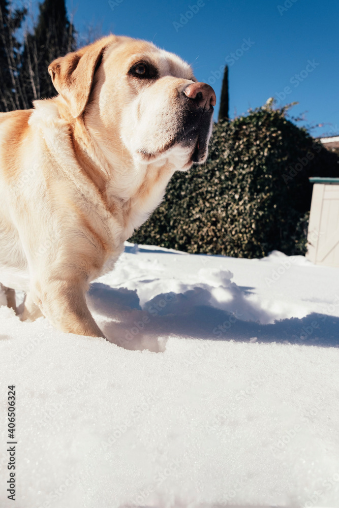 Close-up of a labrador retriever in the snow. Animal concept. Winter concept.