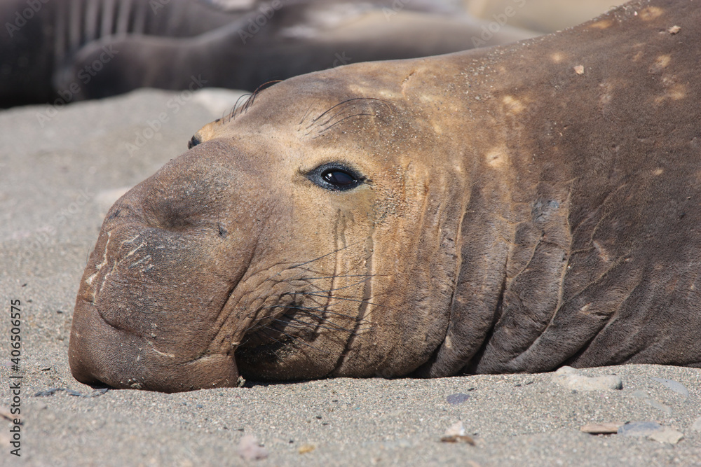 Adult Male elephant seal , Baja, Mexico Adult Male elephant seal , Baja, Mexico