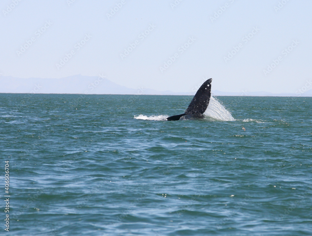 Fototapeta premium Gray whale rolling over and doing a ＂whale slap＂ in San Ignacio Lagoon， Baja， Mexico