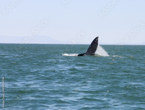  Gray whale rolling over and doing a    whale slap    in San Ignacio Lagoon    Baja    Mexico