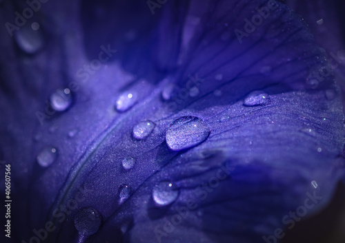 rain drops on the leaf of a flower