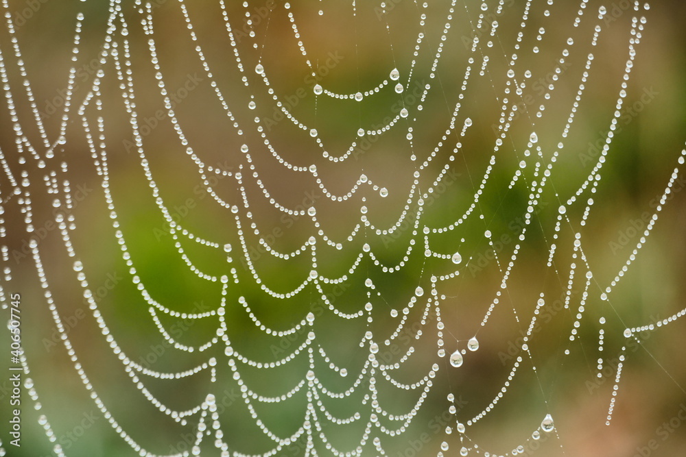 Spinnennetz mit Morgentau
