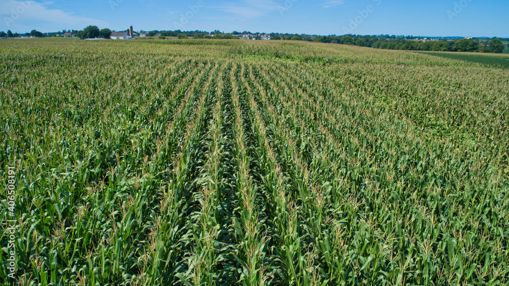 Aerial View for Rows of Corn Growing and Farms under a Beautiful Summer Sky Aerial View for Rows of Corn Growing and Farms under a Beautiful Summer Sky