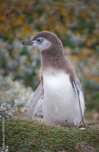 Baby Magellanic penguin looking left