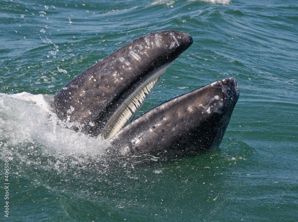 Baleen， soft teeth of a baby gray whale Stock Photo | Adobe Stock