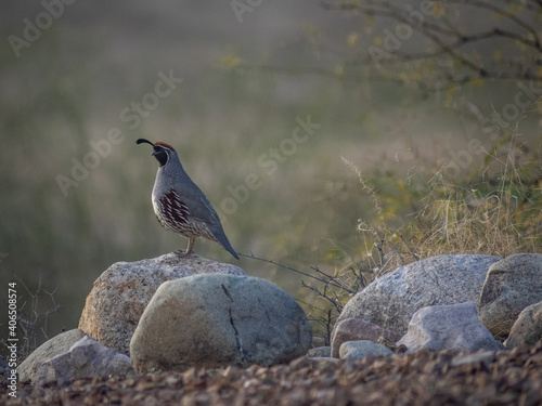 California quail on ground