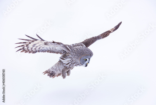 CARABO LAPON - GREAT GREY OWL (Strix nebulosa)