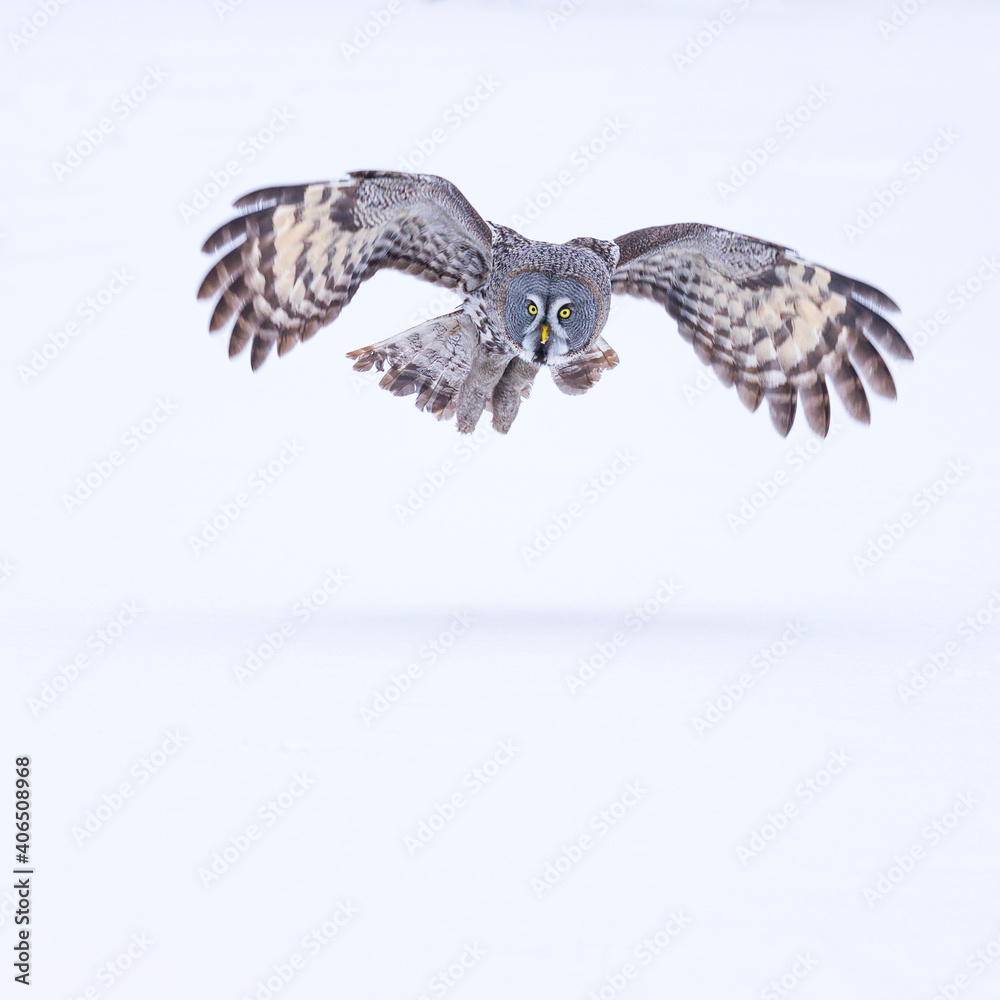 Obraz premium CARABO LAPON - GREAT GREY OWL (Strix nebulosa)