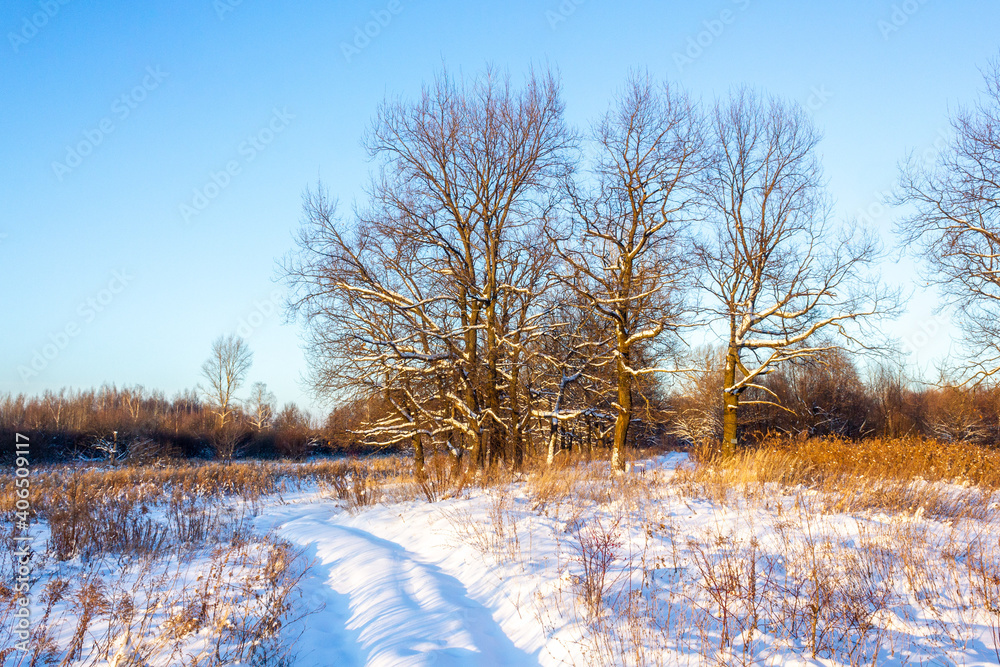 Track under snow go to tree row Track under snow go to tree row