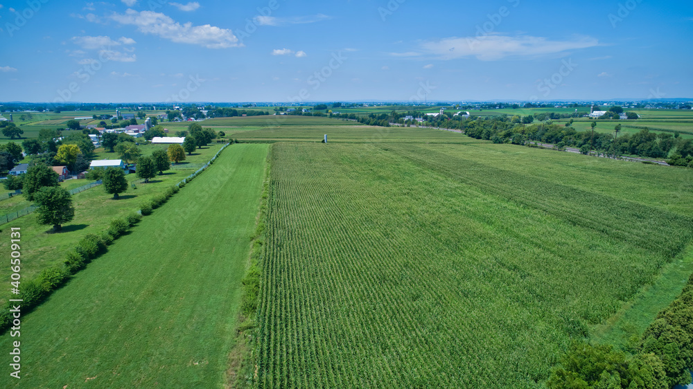Aerial View for Rows of Corn Growing and Farms under a Beautiful Summer Sky