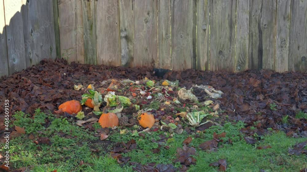 Crows Flying Towards The Compost Pile At The Backyard To Pick Food - wide shot